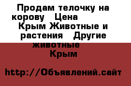 Продам телочку на корову › Цена ­ 15 000 - Крым Животные и растения » Другие животные   . Крым